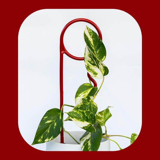 Ketchup Plant Pin