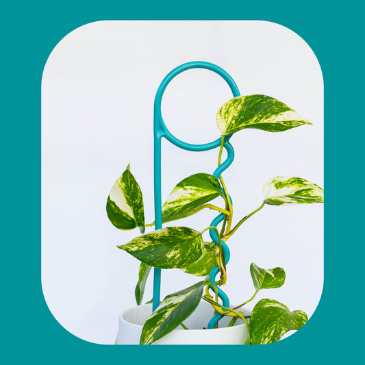 The Real Teal Plant Pin