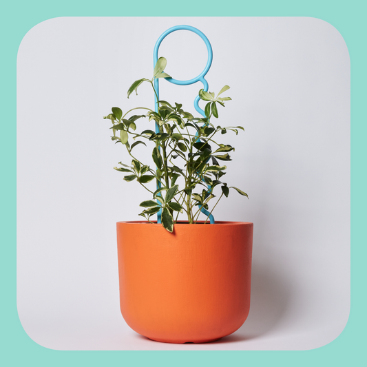 Reduced Fat Plant Pin
